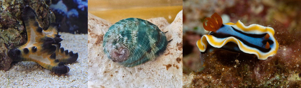 貝類・その他海水生物