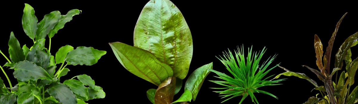 ロゼット型水草