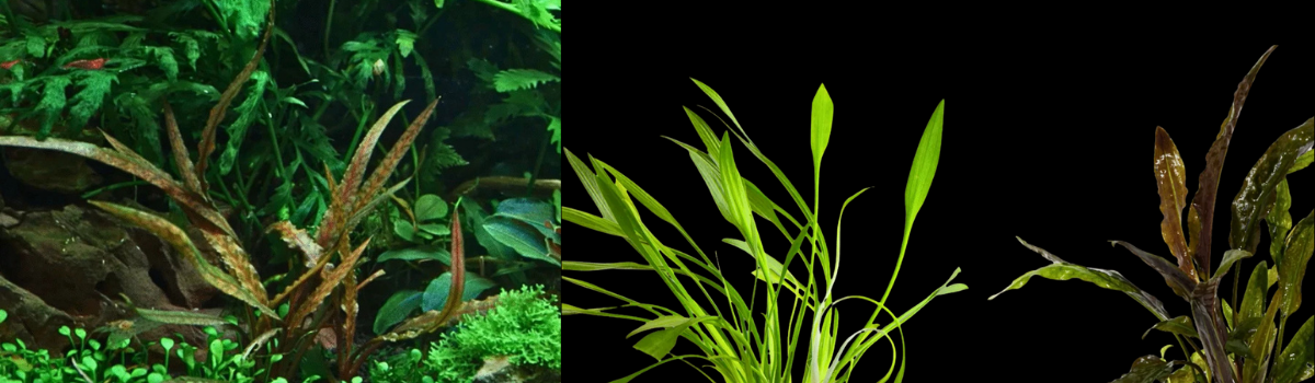 クリプトコリネ