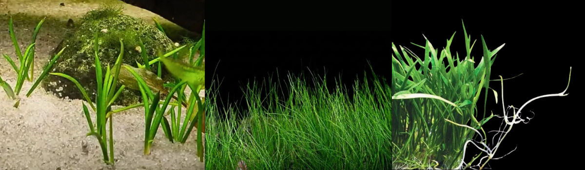 その他のロゼット型水草