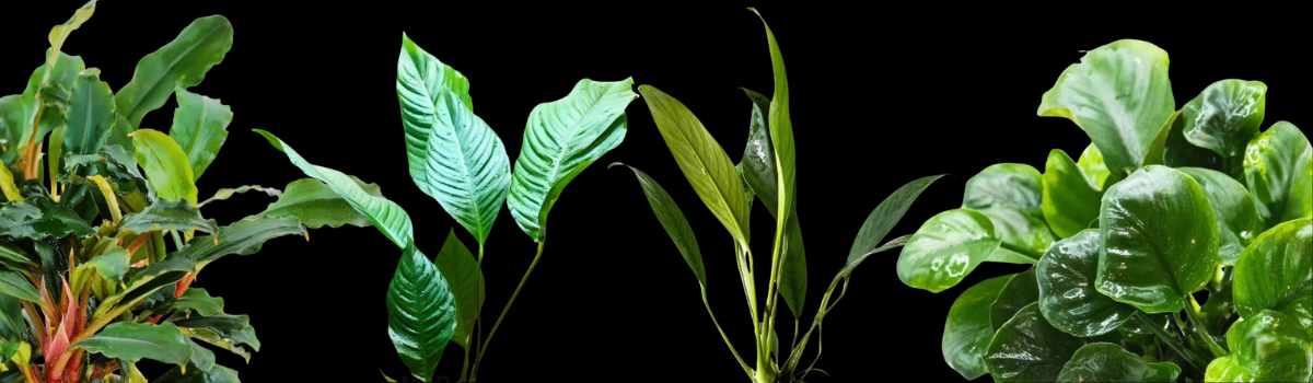 アヌビアス・ブセファランドラ