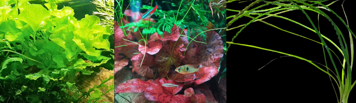 球根を持つ水草