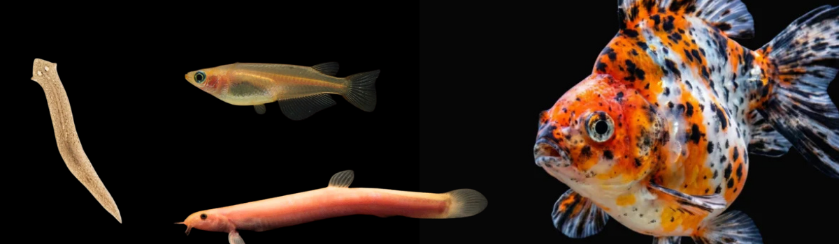 ｜日淡・その他