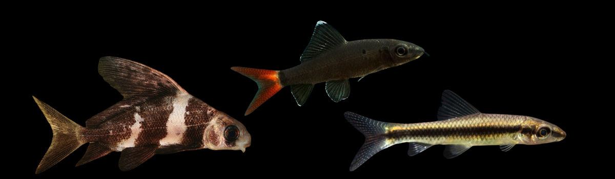 その他（コイ）