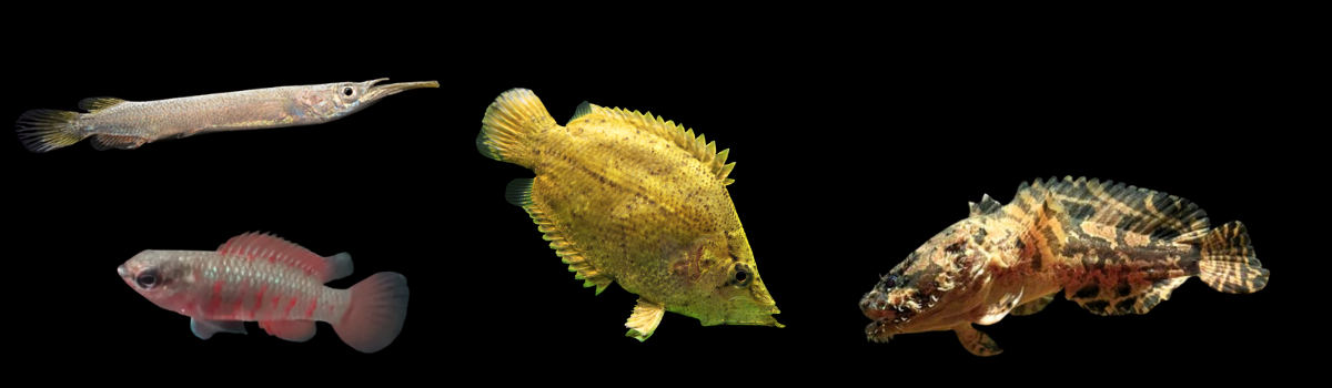 珍魚・その他の熱帯魚