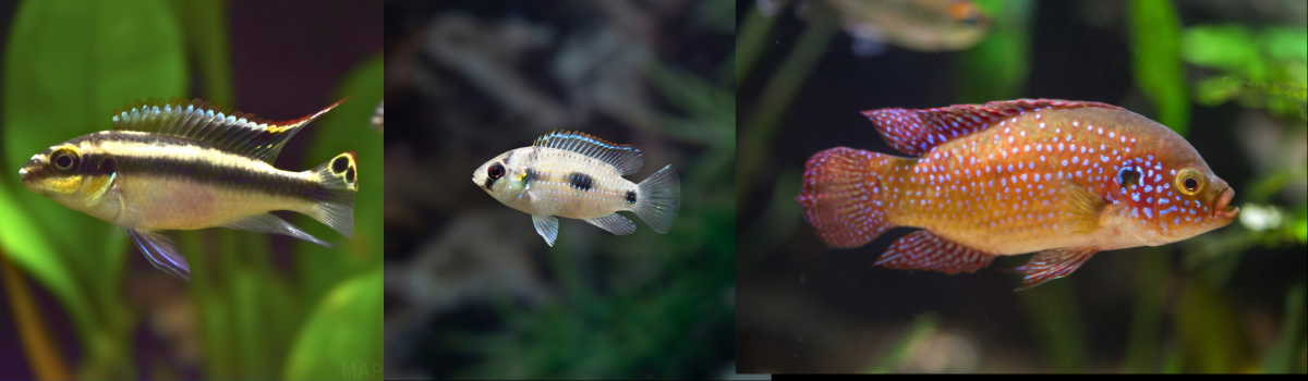 その他（シクリッド）