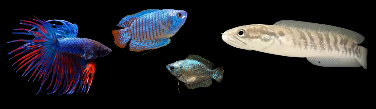 アナバス・ベタの仲間