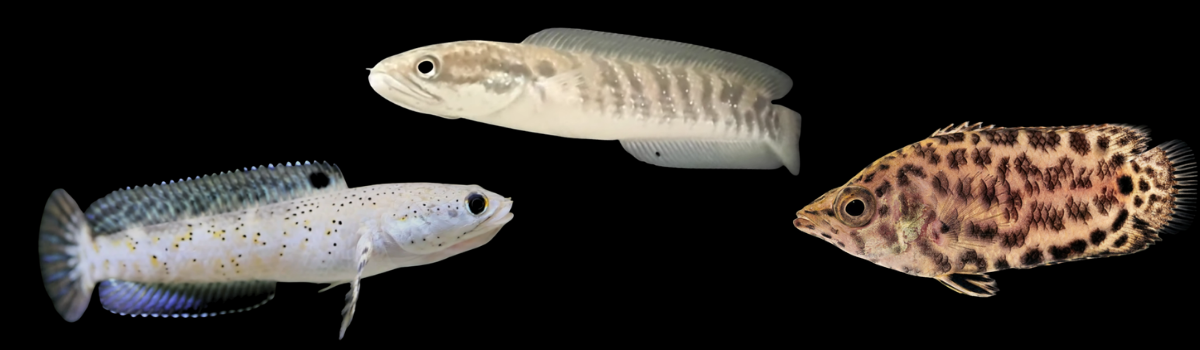 アナバス・スネークヘッド