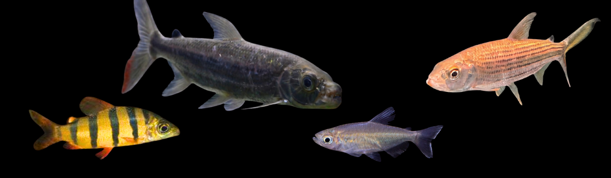 アフリカカラシン