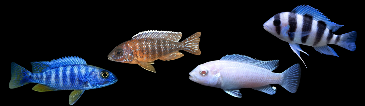 アフリカンシクリッド