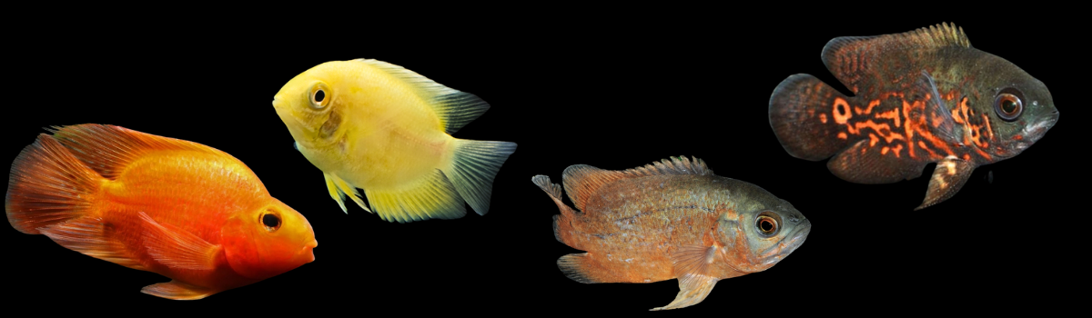 アメリカンシクリッド