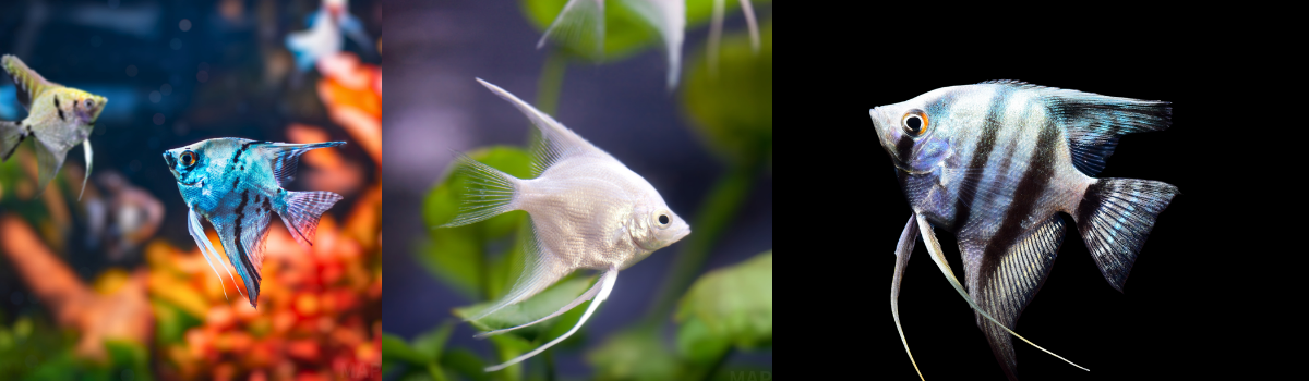 エンゼル・ディスカス