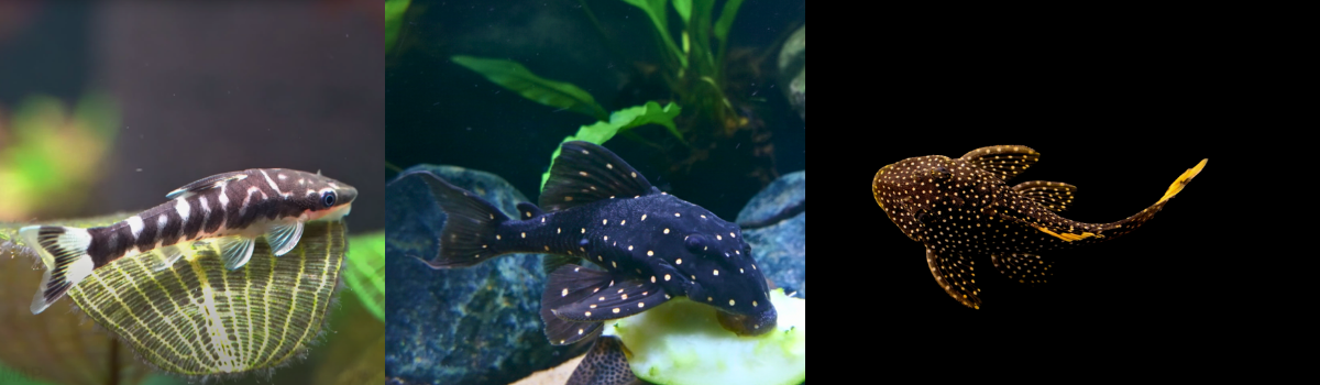 プレコ・オトシンの仲間