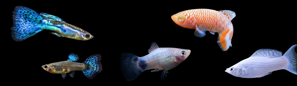 卵生・卵胎生メダカの仲間