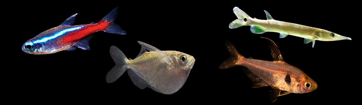 カラシンの仲間