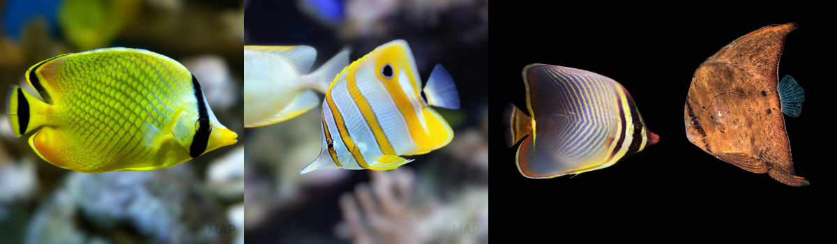 チョウチョウウオの仲間