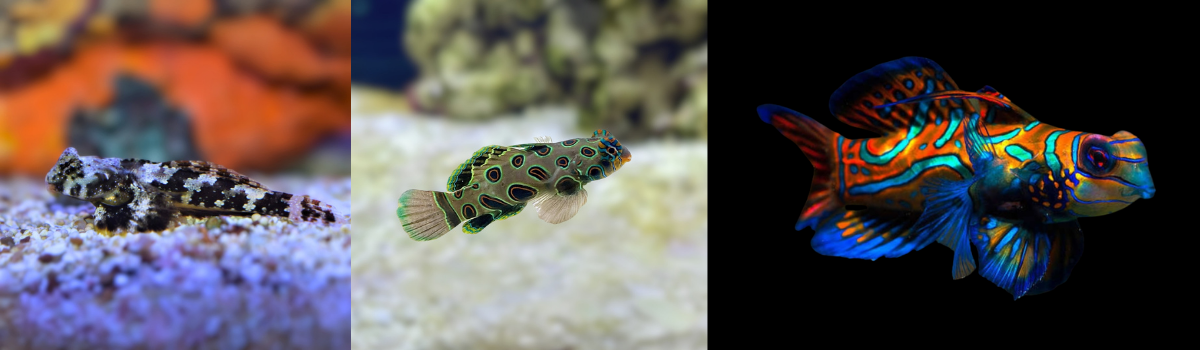 ドラゴネット（ネズッポ）の仲間