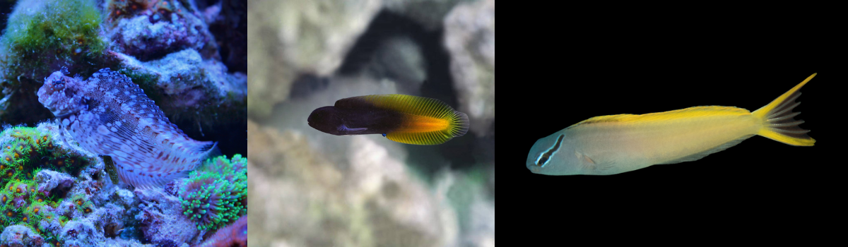 ギンポ・カエルウオの仲間