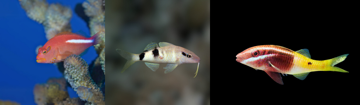 ゴンべ・ヒメジの仲間