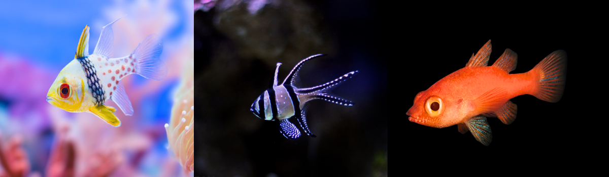 イシモチの仲間