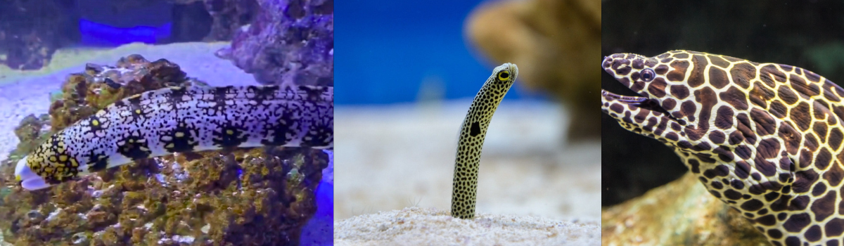 アナゴ・ウツボの仲間