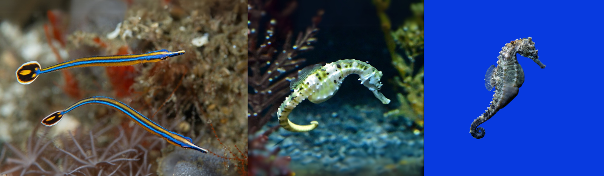 ヨウジウオの仲間