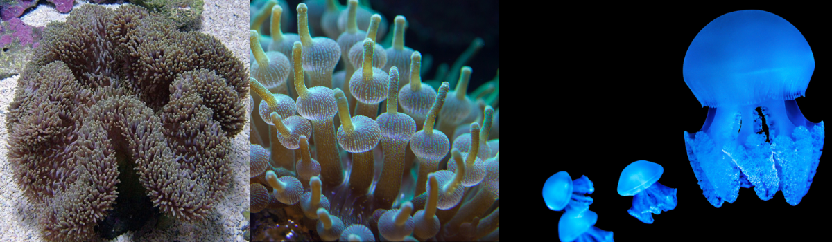 イソギンチャク・クラゲの仲間