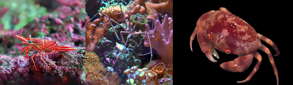 エビ・カニ・その他甲殻類の仲間