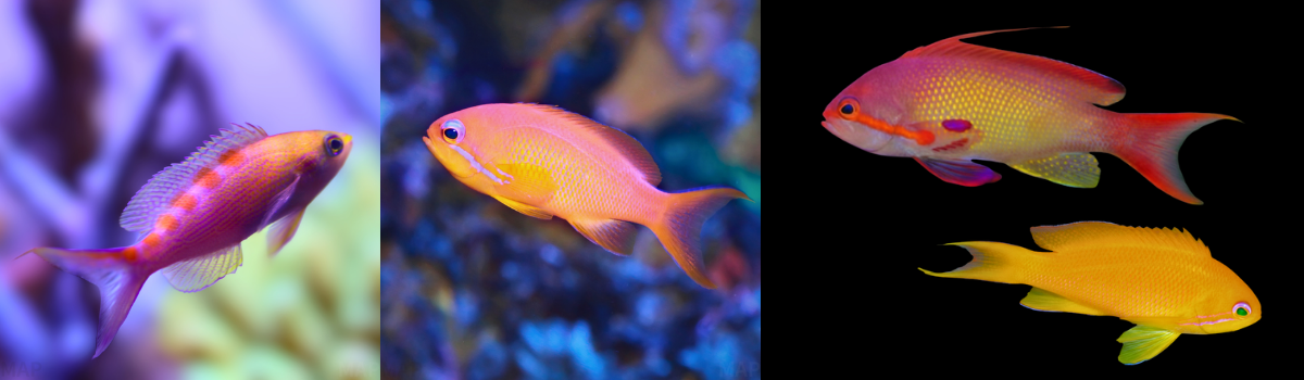 ハナダイの仲間