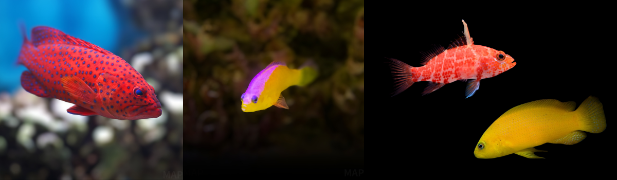 ハタ・バスレットの仲間