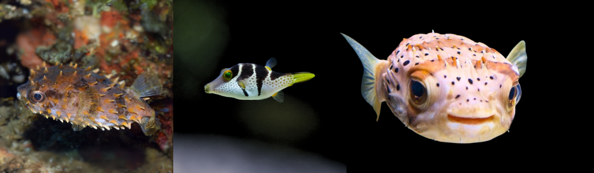 フグ・ハリセンボンの仲間