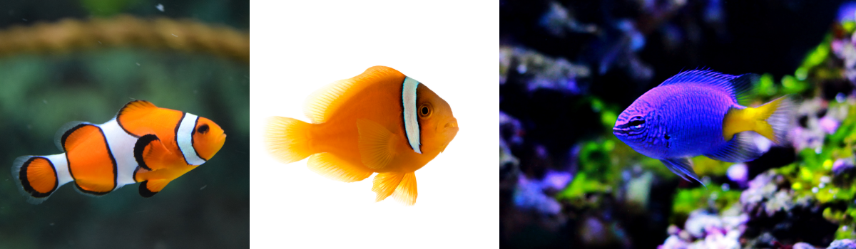 スズメダイ・クマノミの仲間