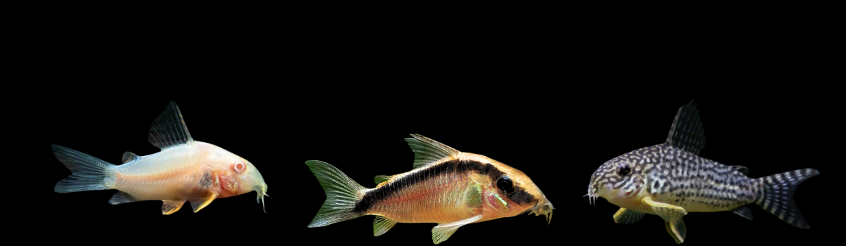 コリドラスの仲間