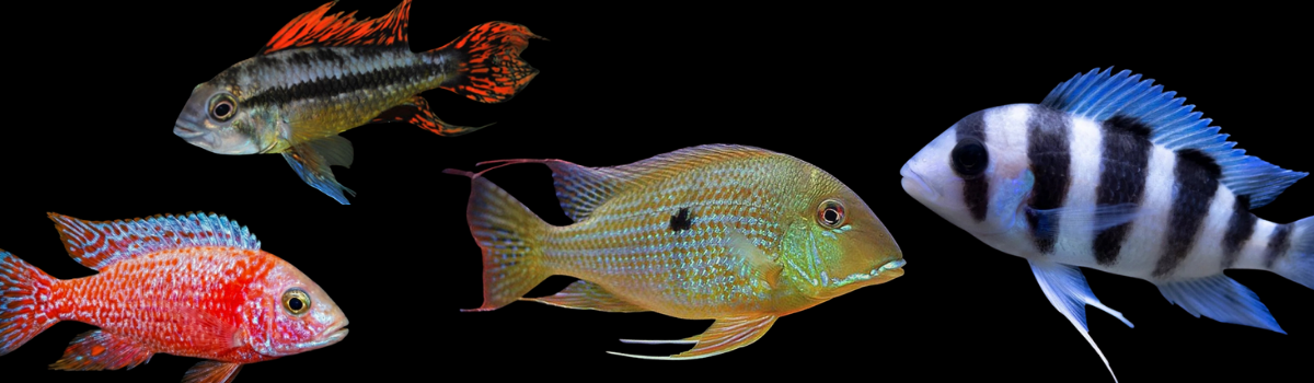 シクリッドの仲間