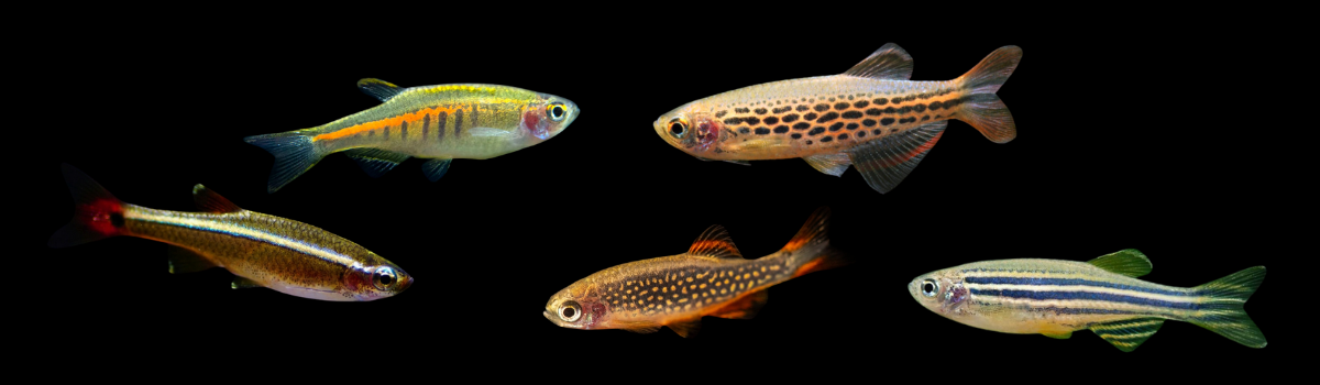 ダニオ・アカヒレ