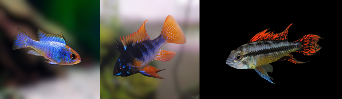 ドワーフ・アピスト