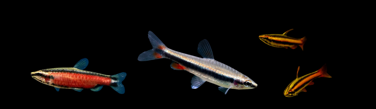 ペンシルフィッシュ