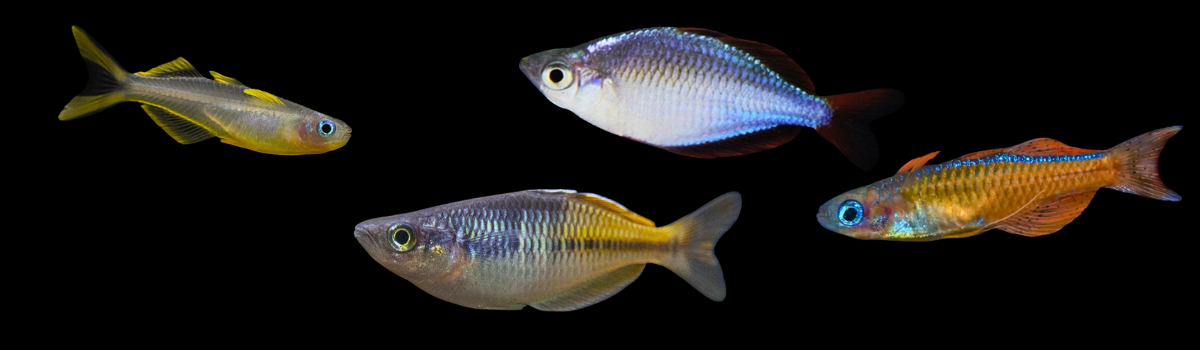 レインボーフィッシュの仲間