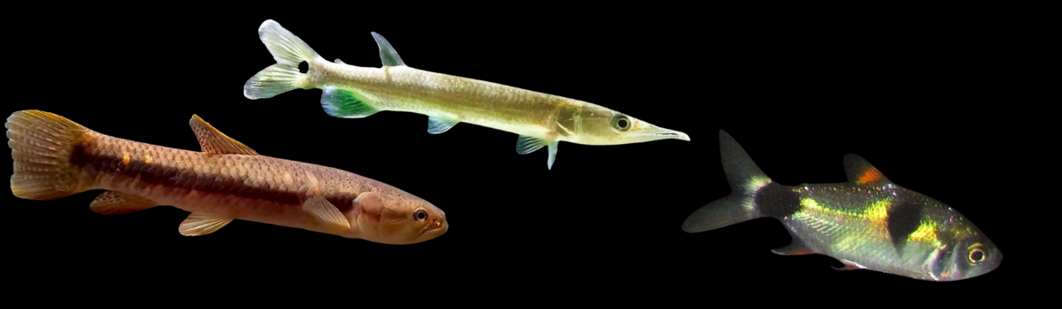 中・大型カラシン