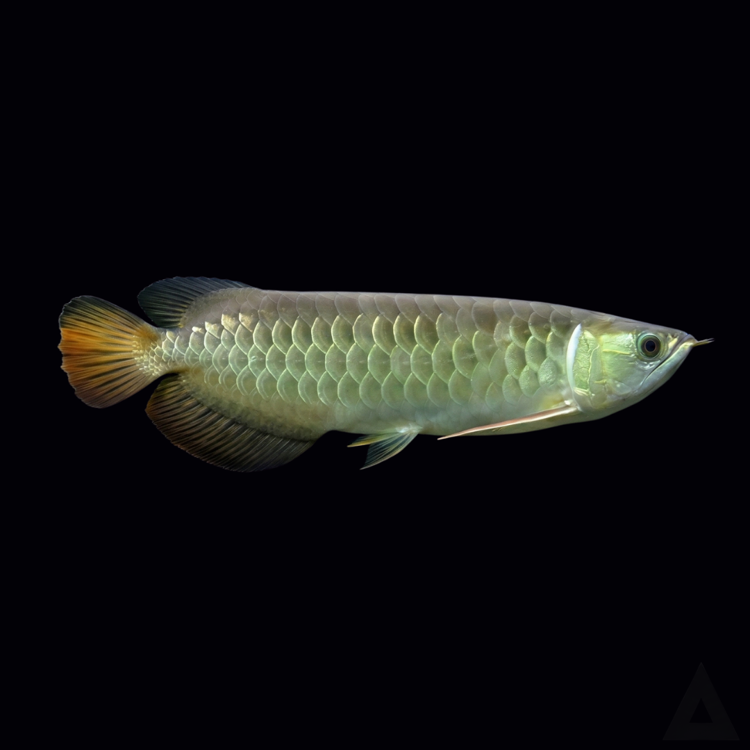 アジアアロワナの飼育ガイド｜生きた化石「龍魚」の魅力と法的手続き 