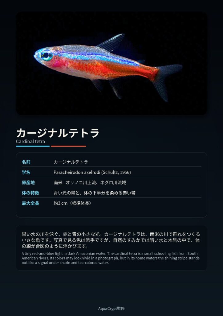 カージナルテトラの資料プレビュー