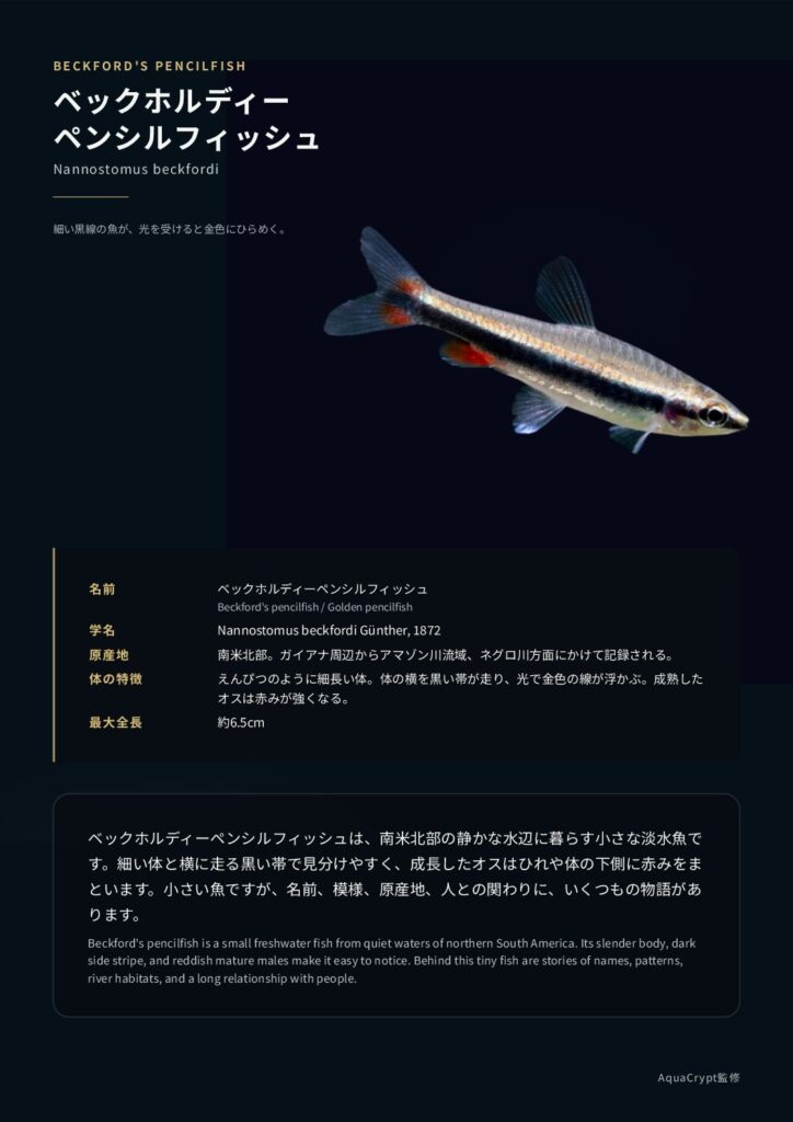 ベックホルディ・ペンシルの資料プレビュー