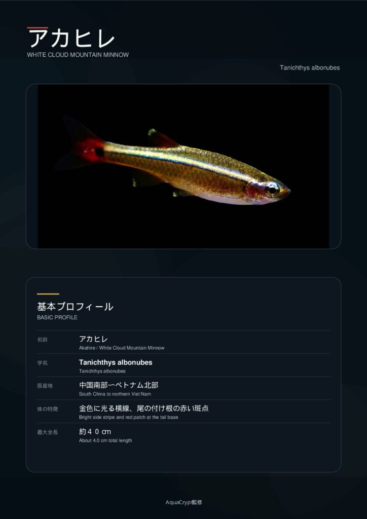 アカヒレの資料プレビュー