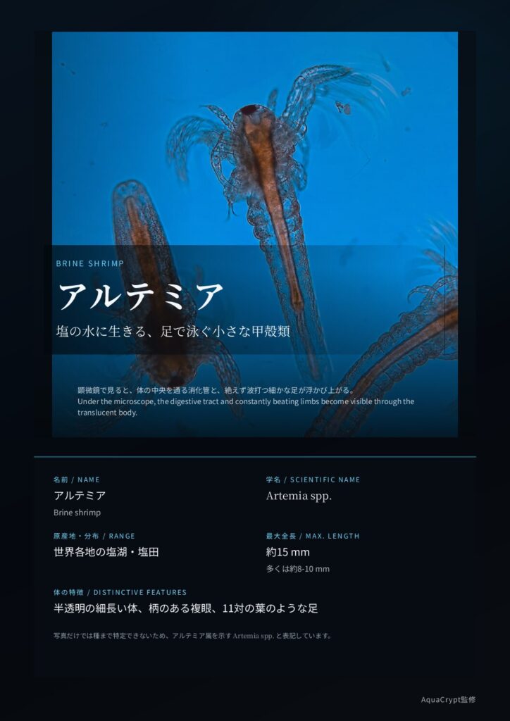 アルテミアの資料プレビュー