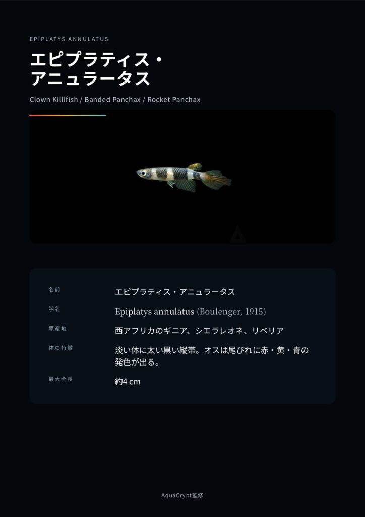 エピプラティス・アニュレータスの資料プレビュー