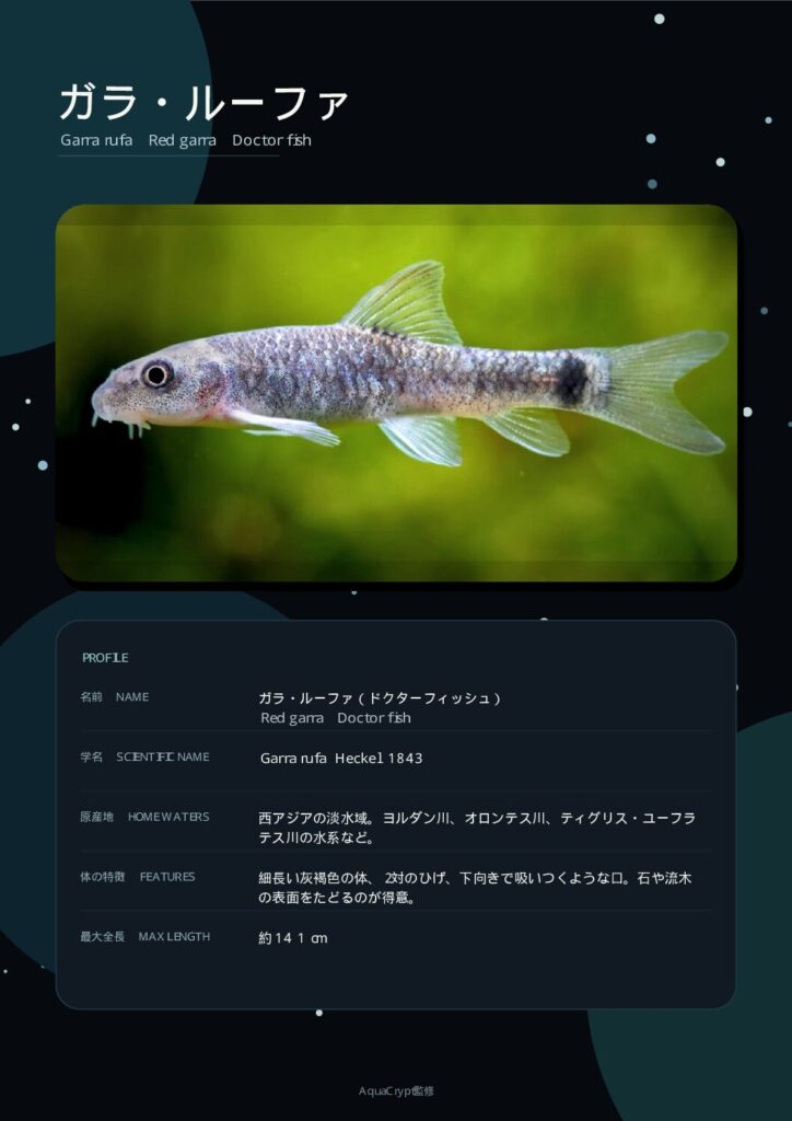 ガラ・ルーファの資料プレビュー