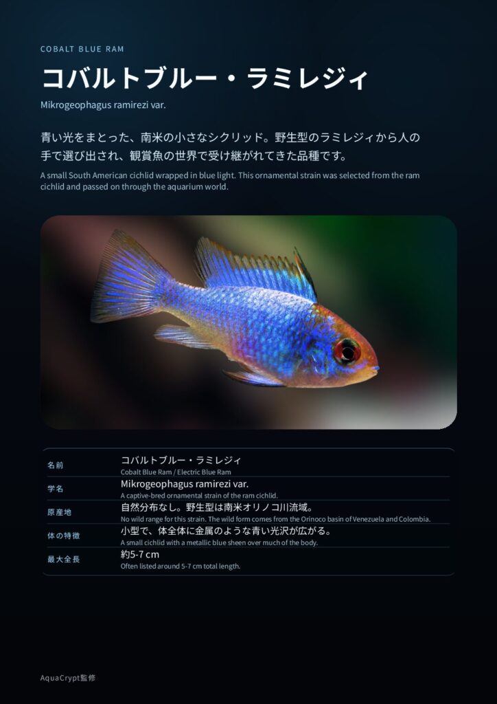 コバルトブルーラミレジィの資料プレビュー