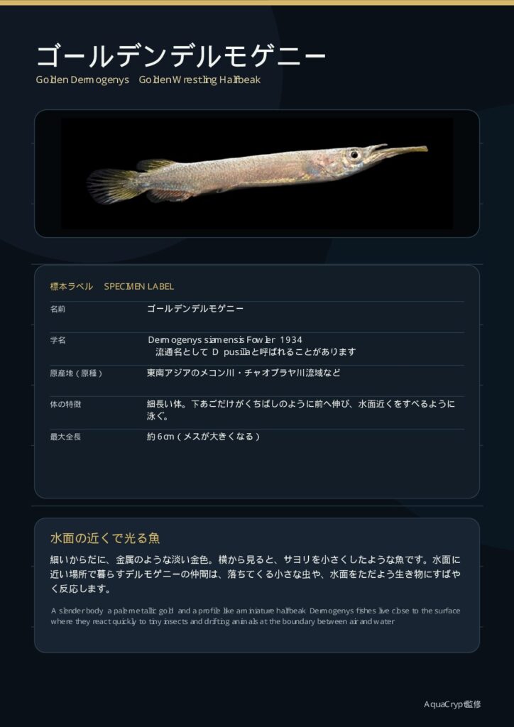 ゴールデンデルモゲニーの資料プレビュー