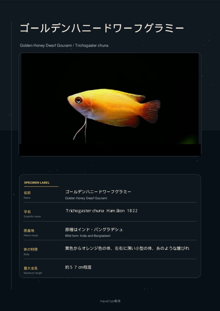 ゴールデンハニードワーフグラミーの資料プレビュー