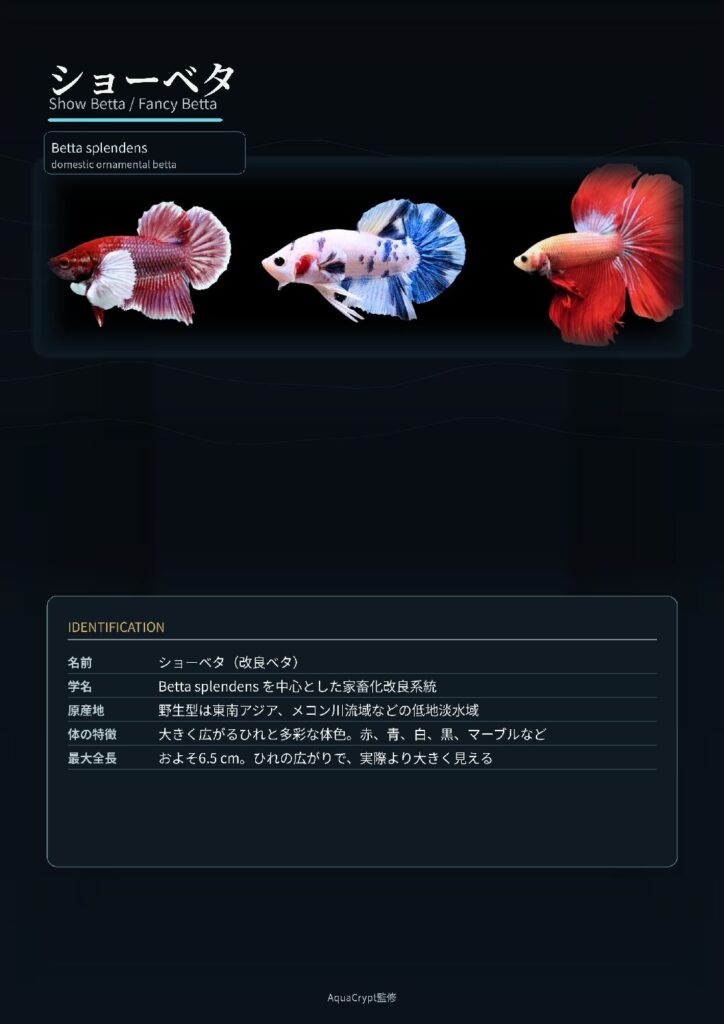 ショーベタの資料プレビュー